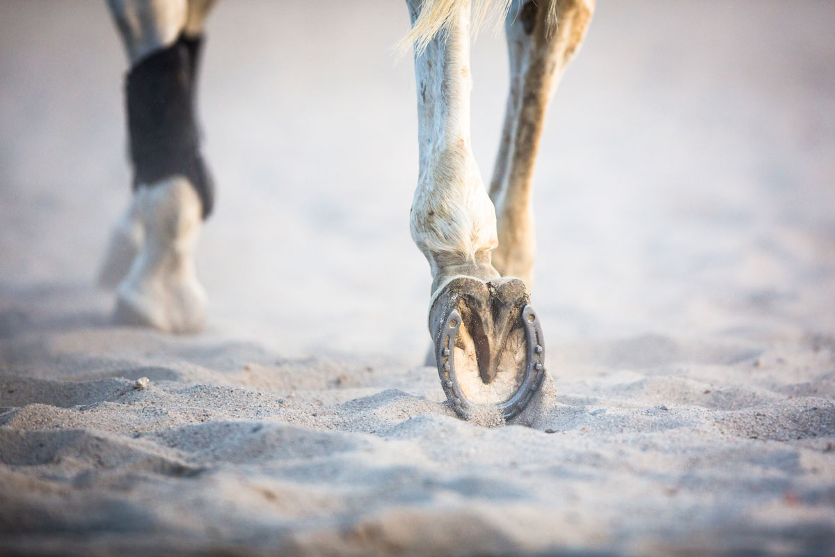 Tips & Tricks for Healthy Hooves – Cavalor Equicare
